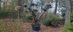olivier bonsaï, Jardin & Terrasse, Enlèvement, Olivier