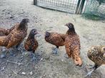 Sebright hennetjes van 2025, Dieren en Toebehoren, Pluimvee