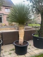 Prachtige yucca rostrata!, Jardin & Terrasse, Plantes | Arbres, Enlèvement