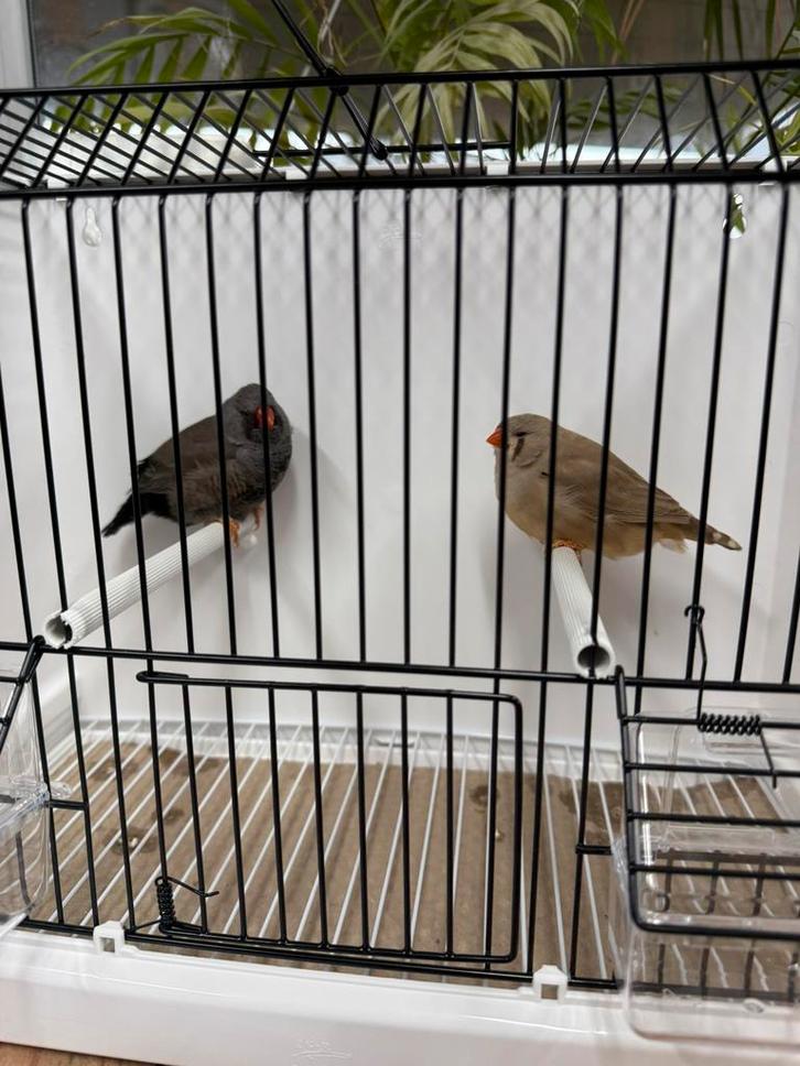 Koppel Charcoal grijs x split Charcoal masker br zebravink, Dieren en Toebehoren, Vogels | Overige Vogels, Geringd