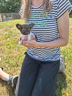 Chihuahua pups, Dieren en Toebehoren, Honden | Chihuahua's en Gezelschapshonden, België, CDV (hondenziekte), 8 tot 15 weken, Meerdere