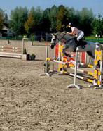 zangersheide jumpingmerrie, Dieren en Toebehoren, Merrie, Met stamboom, Springpaard, 170 tot 175 cm