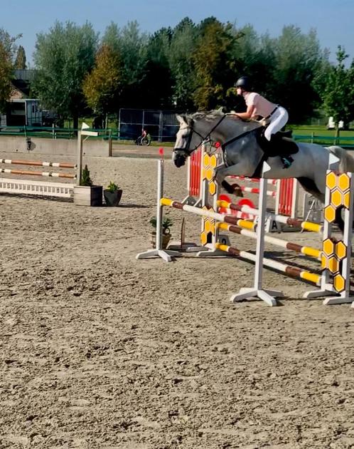 zangersheide jumpingmerrie, Dieren en Toebehoren, Paarden, Merrie, L, 170 tot 175 cm, 11 jaar of ouder, Springpaard, Met stamboom