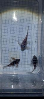 L173b 3 stuks 7 8 en 8,5cm groot hypancistrus