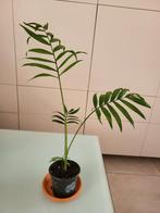 Salonpalm, Huis en Inrichting, Kamerplanten, Ophalen, Palm