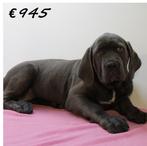 X American Bully XXL pups te koop, 15 weken tot 1 jaar, Buitenland, CDV (hondenziekte), Meerdere