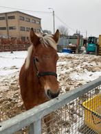 Paard comtois, Hengst