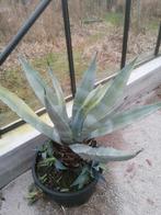 Plant te koop, Ophalen, Vaste plant, Overige soorten