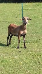 Kameroen schaap ., Femelle, Mouton, 0 à 2 ans