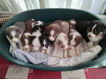 Australische Herder pups beschikbaar voor biedingen
