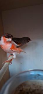 Couple Canaris arlequin 2025, Mannelijk