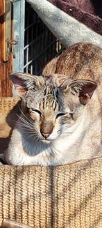 Siamese Seal tabby point met stamboom, Dieren en Toebehoren, Katten en Kittens | Raskatten | Korthaar, Kater, Gechipt, 3 tot 5 jaar