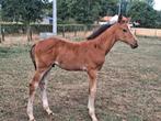Hengstenveulen, Dieren en Toebehoren, Paarden, Springpaard, 0 tot 2 jaar, Hengst, Onbeleerd
