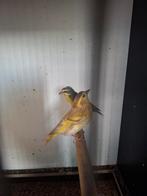 Sijsje man 2025, Dieren en Toebehoren, Vogels | Kanaries, Mannelijk