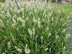 Sesleria "Greenlee", Ophalen of Verzenden
