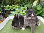 Raszuivere kleurdwergen, Dieren en Toebehoren, Meerdere dieren, Dwerg, 0 tot 2 jaar