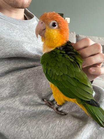 Papegaai te koop - Roestkop caique handtam beschikbaar voor biedingen