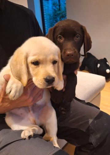 Blonde en chocolade Labrador pups