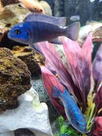 Cicliden, Dieren en Toebehoren, Vissen | Aquariumvissen