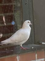 Te Koop duiven, Dieren en Toebehoren, Vogels | Duiven