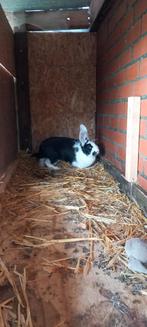 Reuze vlinder x Duitse Reus moer, Dieren en Toebehoren, Konijnen, Vrouwelijk, Middelgroot, 0 tot 2 jaar