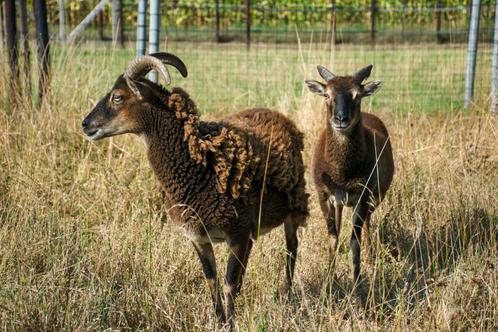 2 Soay schapen (ooien), Dieren en Toebehoren, Schapen, Geiten en Varkens, Schaap, Vrouwelijk