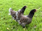 Jonge tamme Barnevelder kippen hennen gesekst + ingeënt, Dieren en Toebehoren, Pluimvee