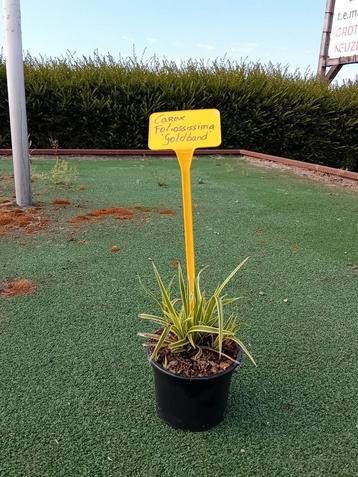 Carex Foliossissima 'Goldband' beschikbaar voor biedingen