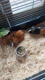 Cavia beertjes, 2 jaar oud, Dieren en Toebehoren, Knaagdieren, Februari, Cavia