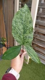 Syngonium mottled, Huis en Inrichting, Kamerplanten, Ophalen of Verzenden