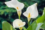 Aronskelk, Tuin en Terras, Planten | Struiken en Hagen, Ophalen