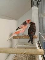 Koppel harlekijnen 2025, Dieren en Toebehoren, Vogels | Kanaries