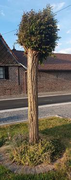Bolacacia - Robinia pseudoacacia 'Umbraculifera', Bloeit niet, 100 tot 250 cm, Ophalen, Volle zon