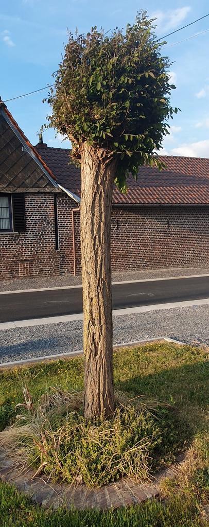 Bolacacia - Robinia pseudoacacia 'Umbraculifera', Tuin en Terras, Planten | Bomen, Bolboom, 100 tot 250 cm, Volle zon, Bloeit niet