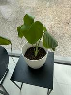 Monstera deliciosa (stek die gepland is), Huis en Inrichting, Ophalen of Verzenden