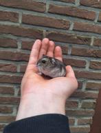 Jonge Russische dwerghamsters, handtam, vele kleuren, Dieren en Toebehoren, Knaagdieren, Hamster, Tam