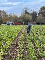 Handgerooide voederbieten Rialto, Ophalen