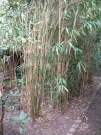Bamboe PSEUDOSASA japonica ,wintergreen, Tuin en Terras, Ophalen of Verzenden