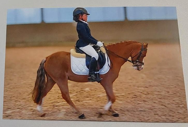 IN OPTIE prachtige kindvriendelijke a pony, Dieren en Toebehoren, Pony's