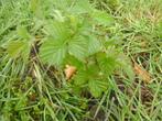 Framboise gratuite à ramasser, Jardin & Terrasse, Enlèvement ou Envoi