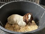papfles lam Boergeit, Dieren en Toebehoren, Vrouwelijk, Geit, 0 tot 2 jaar