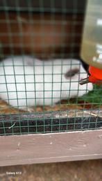 Gladhaar cavia beertje wit roodoog., Dieren en Toebehoren, Knaagdieren, Cavia, Mannelijk, Juli, Tam