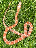 Korenslang 3 maand oud, soort: Hypo Diffused, Dieren en Toebehoren, Reptielen en Amfibieën, Slang