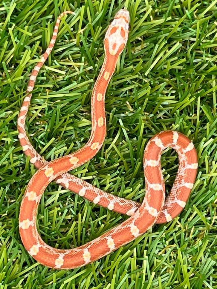 Korenslang 3 maand oud, soort: Hypo Diffused, Dieren en Toebehoren, Reptielen en Amfibieën, Slang