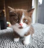Brits korthaar kittens, Poes, Kortharig, 0 tot 2 jaar