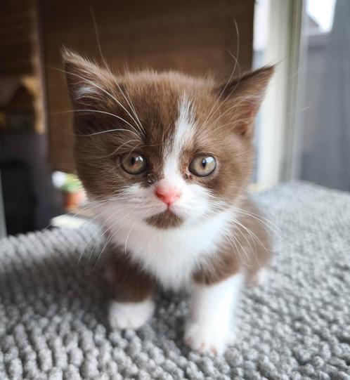 Brits korthaar kittens, Dieren en Toebehoren, Katten en Kittens | Overige Katten, Kortharig, Poes, 0 tot 2 jaar