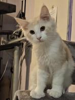 Laatste Maine coon katertje met stamboom polydactyl, Kater, Gechipt, 0 tot 2 jaar