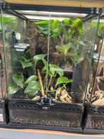 Exo terra 30x30x45cm ingericht, Ophalen, Gebruikt