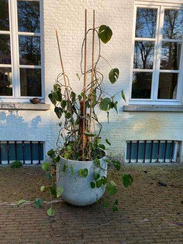 Grote Monstera kamerplant met pot beschikbaar voor biedingen