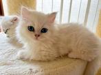 Britse langhaar kittens, met stamboom, Chat, Vermifugé, 0 à 2 ans